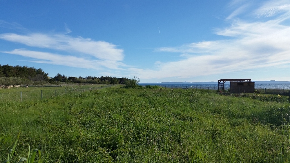 Sicht auf die Grünfläche des Grundstücks direkt am Meer - Bauland kaufen Kroatien.